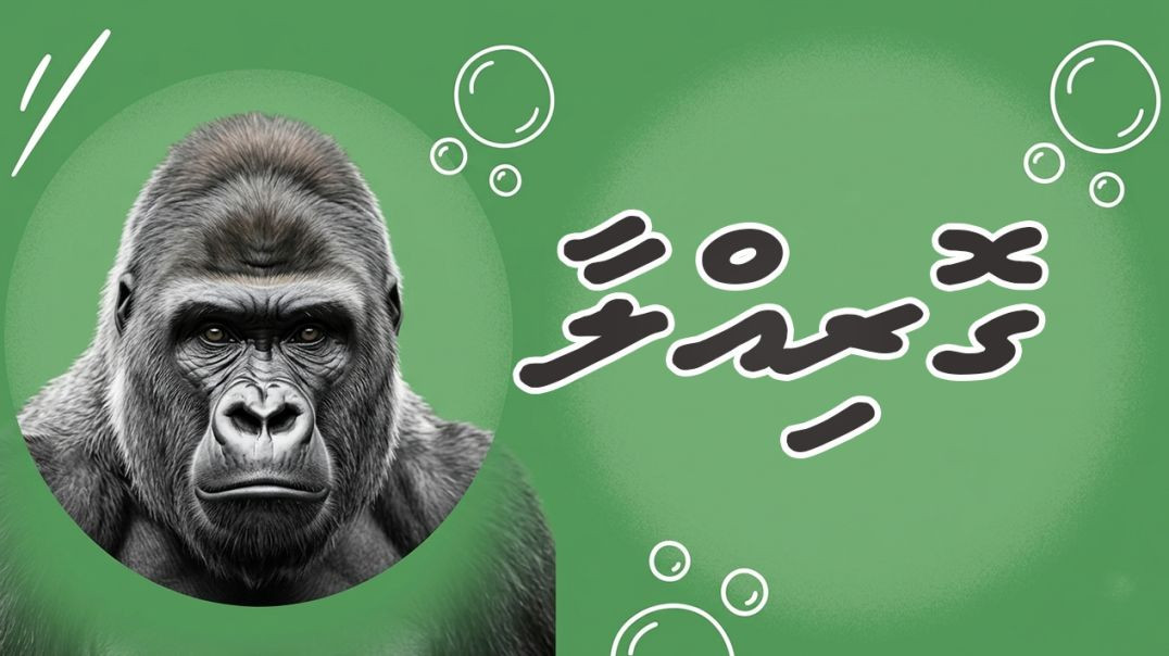 gorilaa  | ajaibu kuruvanivi majaa hageegaiythakaai mauloomaathu | maakoa aai eku dhaskuraasheve
